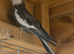 Proven male cockatiels dnd sex