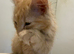 Custard the kitten