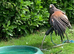Female Harris Hawk