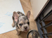 French bull dog male