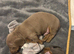 Miniature daschunds