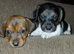 Jackshund puppies
