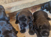 Giant schnauzer puppy's