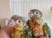 Fully Hand-Tamed Pineapple Conure for Sale