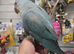 Stunning super tame baby mutation rare blue alexanderine