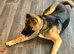 1 year old female shepkita