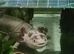 2 breeding pairs of adult axolotl