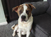 3 male Akita crosses for sale