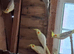 Pearl aviary cockateils