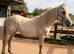 Stunning yearling filly