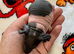 Well handled skinny pig babies