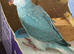 Indian Ringneck Babies — Violet Cleartail & Blue Cleartail