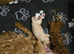 Tiny Asian toy poodle puppies
