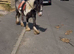 perfect children's pony!