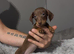 Gorgeous miniature dachshund puppies looking for there new homes