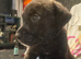 Cross breed puppies