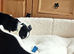 Deaf 9 WK old Collie