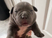 Micro Bully Puppies