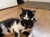 2 girl and 2 boys waiting for loving homes