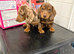 Beautiful miniature dachshund puppies for sale boys