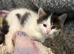 Kitten ready to go
