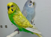 Pair Of Budgies For Sale