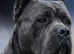 Champion bred cane corso stud
