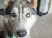 10 month old male husky