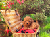 Asian Poodle Male for sale