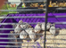 Snowflakes quails