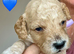 Exceptional F2 Cockapoo Puppies