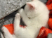 Adorable Fluffy White Male Kitten Ready for His Forever Home!