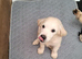 Beautiful Golden Retriever Puppy