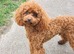 Stunning Asian toy poodle for stud