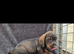 Quality WireHair Dachshund ( teckels)