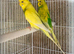 Budgie pair