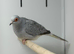 Dove