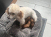 Red toy poodle microchipped vet checked vaccinated