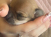 beautiful puppies