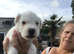 Rough coat Parson Russell pups CORNWALL