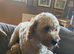 Stunning litter of Cavapoos