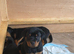 Rottweiler puppy