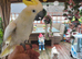 Cockatoo