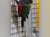 Crimson-bellied Conure