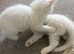 Turkish Angora X