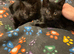 I have 3 Bombay black kittens