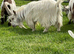 Billy Goat. Very  fertile