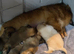 Puppies 4 female 2 males