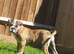 Registered Mya  old thyme English bulldog