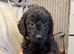F1 labradoodles